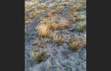 Imagem 2: Vende-se terreno na praia