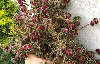 Imagem 4: Espetacular Casa 5Suítes em Vila Esperia Ou Giglio - Atibaia