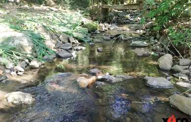 Imagem 11: Sítio / Chácara para Venda em Nova Petrópolis, Linha Temerária