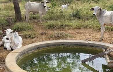 Imagem 16: Fazenda 404 hectares Próximo a Salinas/MG