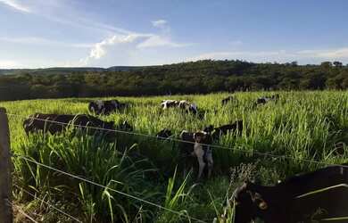 Imagem: A fazenda possui 12m² de Área, Imóvel novo e está localizado