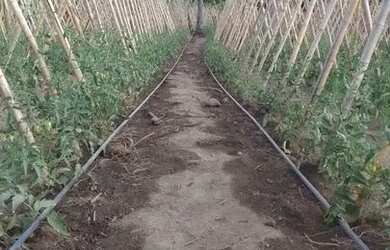 Imagem 12: Fazendinha 84 Hectares, Poço,Casa sede, Plantação Tomate