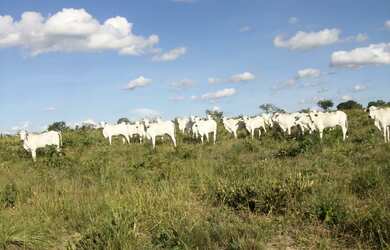 Imagem 6: Fazenda 356,85 ha - Brasilândia de Minas - MG- Estuda Permuta