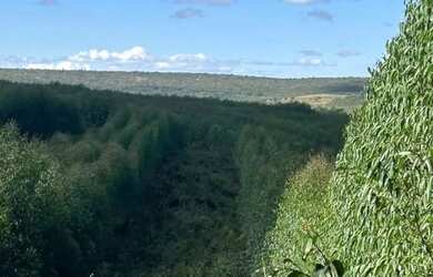 Imagem 7: Fazenda 404 hectares Próximo a Salinas/MG