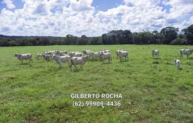 Imagem 3: Bela fazenda montada para pecuaria no Vale do Araguaia - Araguapaz - GO