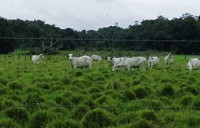 Imagem: A fazenda e está localizado em Centro, Castanhal à venda por