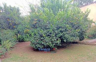 Imagem 14: Vendo Casa no Tingui. Churrasqueira, Varanda, Área de serviçoe194m²...