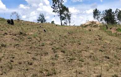 Imagem 4: Lote/Terreno para venda tem 1000 metros quadrados em Usina - Atibaia -...