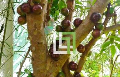 Imagem 16: Terreno à venda, 807 m² por R$ 159.000,00 - Pau Arcado - Campo Limpo...