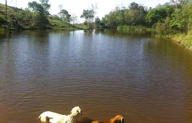 Imagem 14: Extraordinária Fazenda Pecuária no asfalto