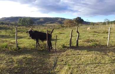 Imagem 4: Fazendinha 84 Hectares, Poço,Casa sede, Plantação Tomate