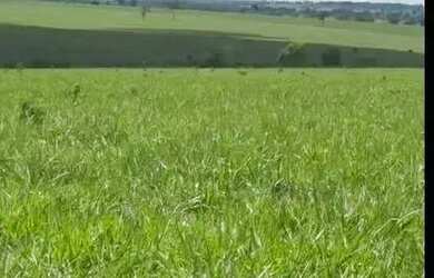 Imagem 6: FAZENDA À VENDA EM CARNEIRINHO MG 774,4 HECTARES PECUÁRIA