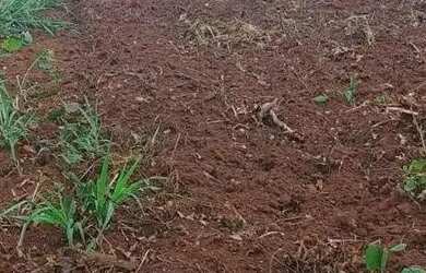 Imagem 8: FAZENDA À VENDA EM CARNEIRINHO MG 774,4 HECTARES PECUÁRIA