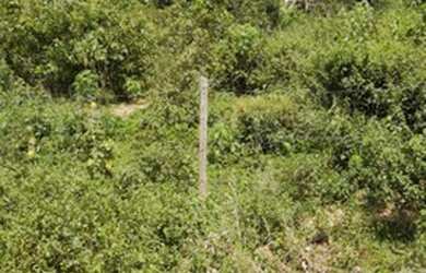 Imagem 2: Lote em Campo Verde Viana, por 65 mil a vista