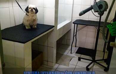 Imagem 5: Pet Shop com Banho e Tosa, na região da ZL/ SP Ref. 1594