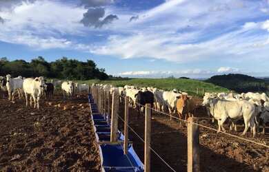 Imagem 11: Extraordinária Fazenda Pecuária no asfalto