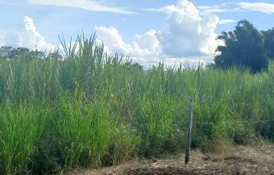 Imagem 5: Fazenda buritis MG proximo a cidade escriturada formada muita água