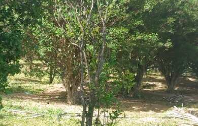 Imagem 8: Fazenda buritis MG proximo a cidade escriturada formada muita água