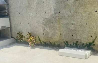 Imagem 15: Germinadores de Alto Padrão