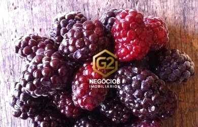 Imagem 6: Sítio com 4 dormitórios à venda, 200000 m² por R$ 3.600.000,00 - Sorocamirim - Ibiúna/SP