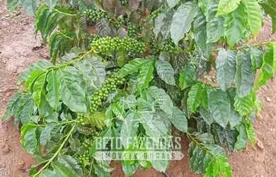 Imagem 7: Imóvel para venda possui metros quadrados em Zona Rural - Lassance -...