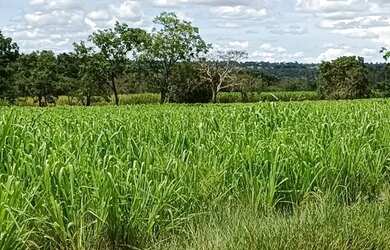 Imagem 4: 120 alqueires paulistas margem do rio aporé - pega 40 permuta