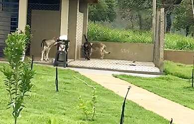 Imagem 10: Fazenda 2.139ha Pecuária Lavouras Jazidas Diamantina MG