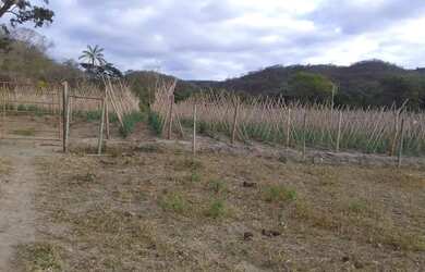 Imagem 2: Fazendinha 84 Hectares, Poço,Casa sede, Plantação Tomate