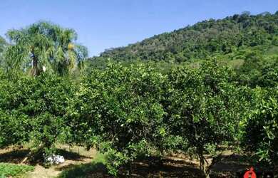 Imagem 4: Sítio / Chácara para Venda em Nova Petrópolis, Linha Temerária