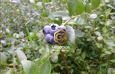 Imagem 7: Sítio com 4 dormitórios à venda, 200000 m² por R$ 3.600.000,00 - Sorocamirim - Ibiúna/SP