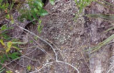 Imagem 6: Fazenda 2.139ha Pecuária Lavouras Jazidas Diamantina MG