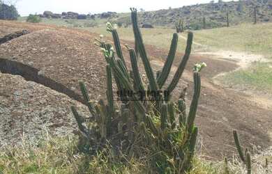 Imagem 4: Fazenda com 5 dormitórios à venda, 1863400 m² por R$ 25.000.000,00...