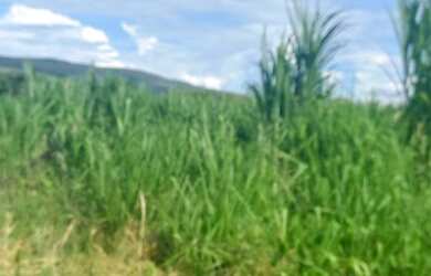 Imagem 2: Fazenda buritis MG proximo a cidade escriturada formada muita água