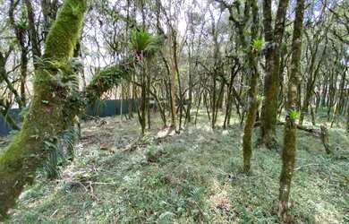 Imagem 5: Terreno em Condomínio - Bairro Pinheiro Grosso