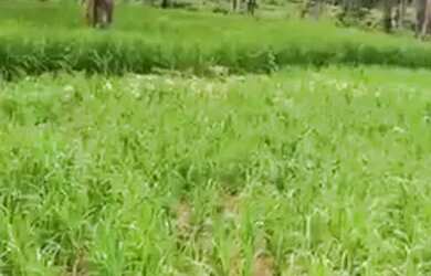 Imagem: A chácara possui 4m² de Área e está localizado em Plano