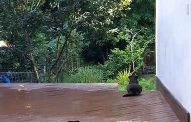 Imagem 2: Mini Sitio em Fazenda Ingaiba