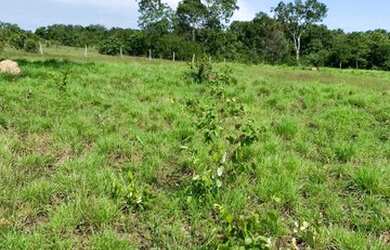 Imagem: A fazenda está localizado em Plano Diretor Sul, Palmas à venda