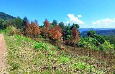 Imagem 3: Sítio / Chácara para Venda em Nova Petrópolis, Stille Eck