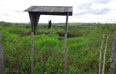 Imagem 15: 62 alqueires no Pará a ,zap R$ 2.500.000,00