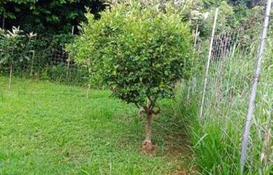 Imagem 9: Casa com 4 dormitórios, 289 m² - venda por R$ 1.272.000,00 ou aluguel...