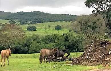 Imagem 2: Fazenda 2.139ha Pecuária Lavouras Jazidas Diamantina MG