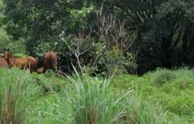 Imagem 14: Fazenda 53 Alqueires 20 km Niquelândia Goiás