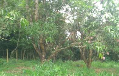 Imagem 12: Vc quer fazer plantio tenho um linda fazendinha de 20 mil m² com muita...