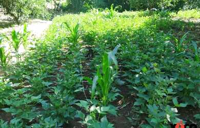 Imagem 8: Sítio / Chácara para Venda em Nova Petrópolis, Linha Temerária