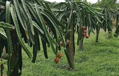 Imagem: A chácara possui 738m² de Área e está localizado em Colônia