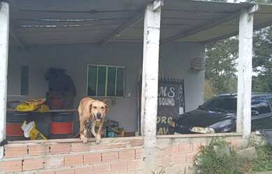 Imagem 15: 1 hectare pisciciultura abandonada 277 mil reais 2 casas