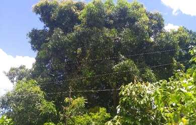 Imagem: A fazenda está localizado em Mutuípe, BA à venda por R$230.000