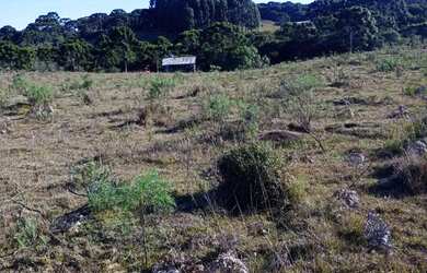 Imagem 4: Chácara em mato queimado 2 km da estrada do Cazuza ferreira