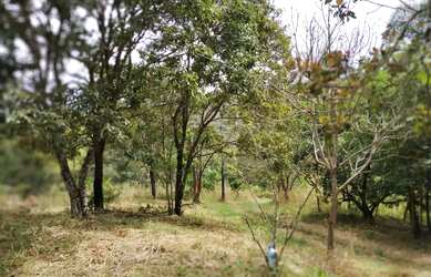 Imagem 5: Chácara em Aragoiania. 