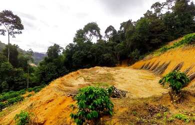 Imagem: A fazenda possui 10000m² de Área e está localizado em Paraju